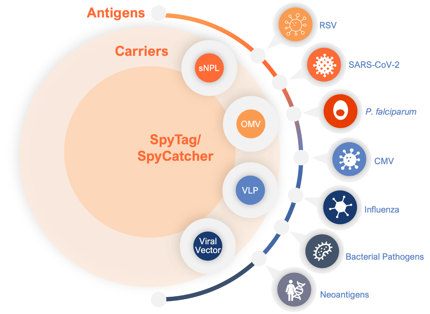 SpyBio CpyCatcher graphic